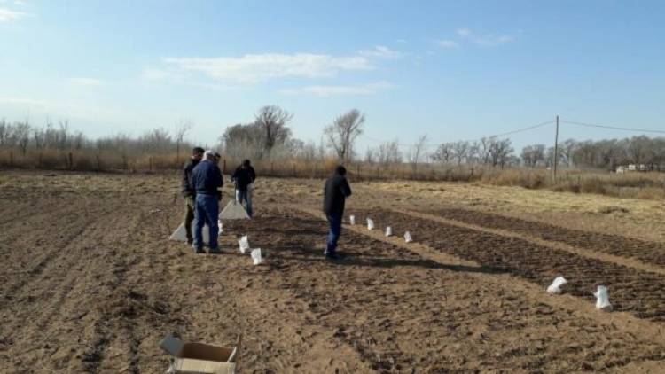 Avanza la red de trigo en INTA San Luis