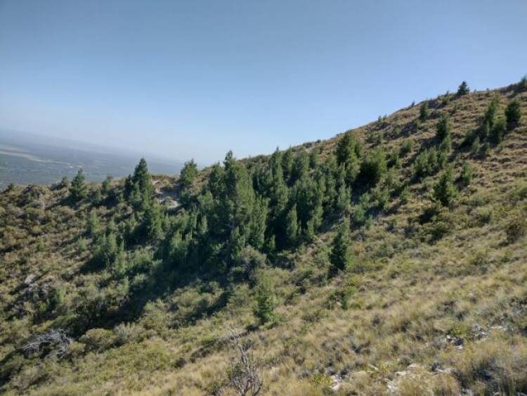 Pinos en la sierra de San Luis, una especie invasiva
