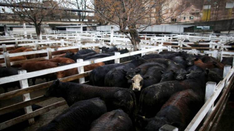 EA y el campo: el precio de la hacienda en julio