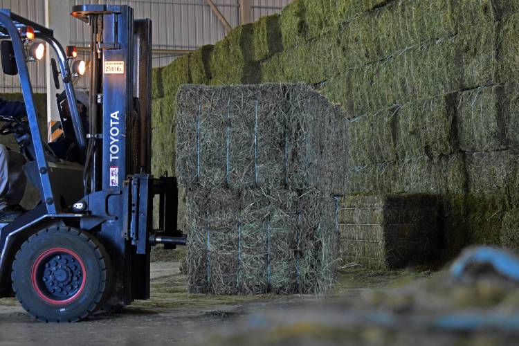 De la ZAL a Kuwait: 800 toneladas de alfalfa