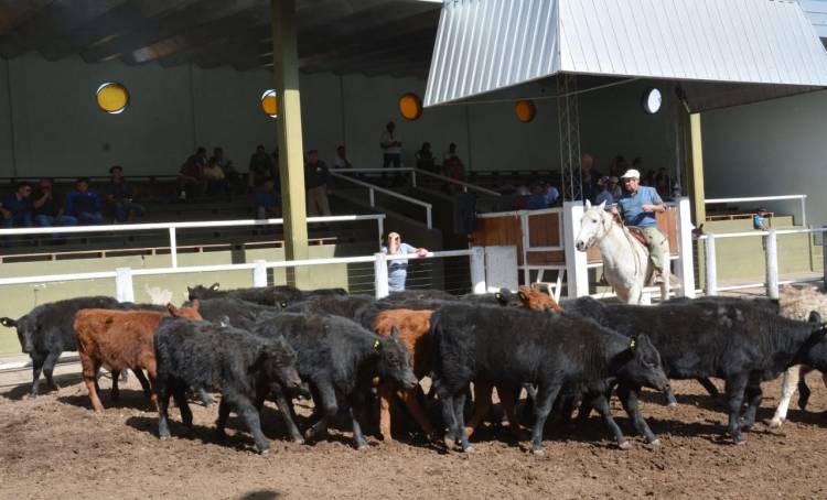 CAMPO: San Luis Feria remató más de mil cabezas 