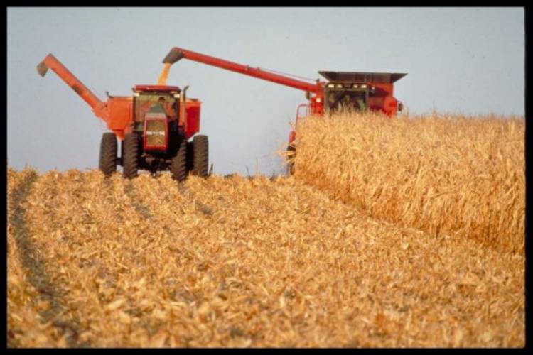 Terminó la cosecha del maíz en San Luis