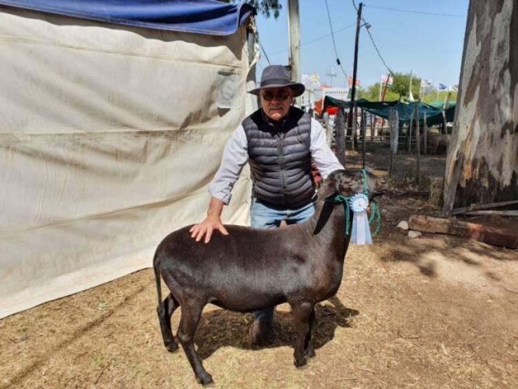 Sin lana: la nueva raza ovina presente en San Luis