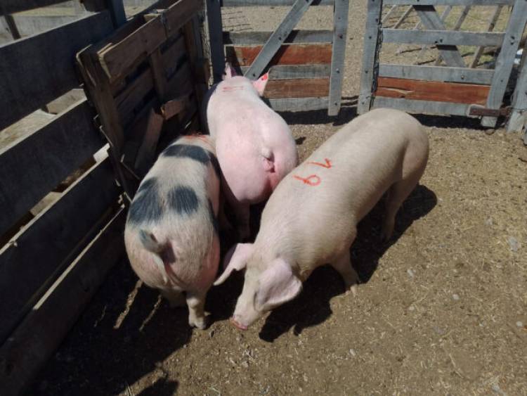 El gobierno compró tres cerdas en la Expo Rural San Luis
