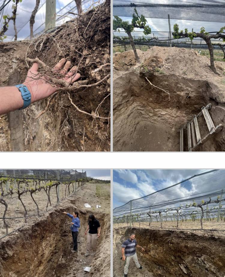 Se realiza un mapa de aptitud vitivinícola inédito en San Luis, con especialistas 