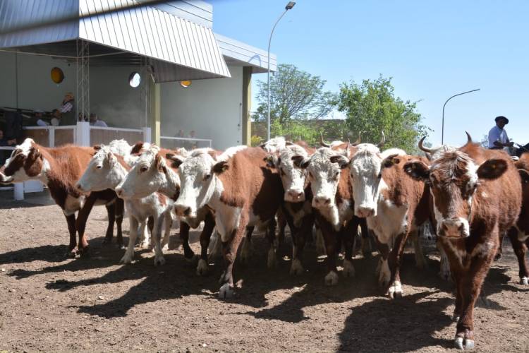 San Luis Feria realizó su primer remate de noviembre