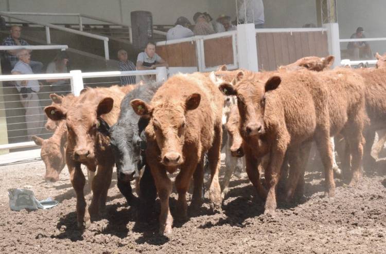 Segundo remate de noviembre de San Luis Feria