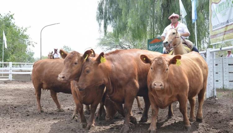 Remate de los colorados de Ganadera del Sur