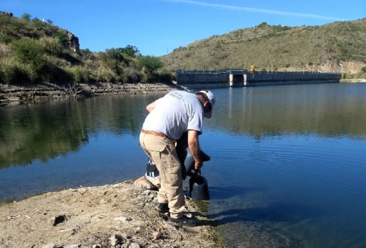 Nueva siembra de alevines de trucha en ríos provinciales