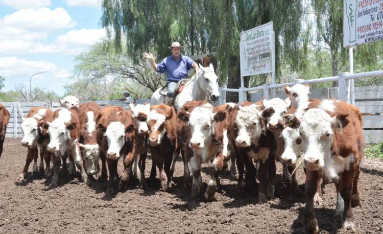 CAMPO: Último remate de noviembre de San Luis Feria