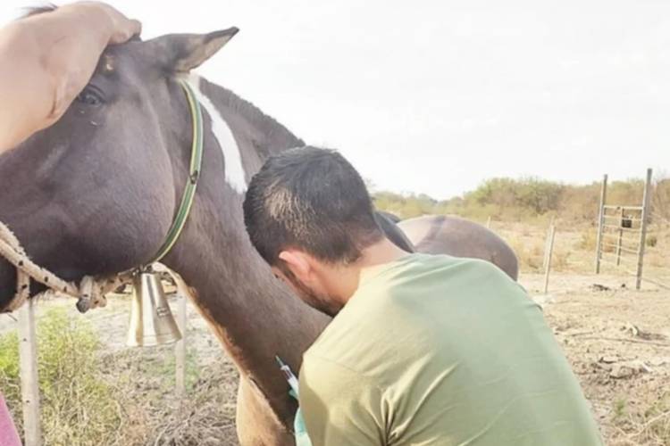Trabajan para erradicar la anemia infecciosa equina
