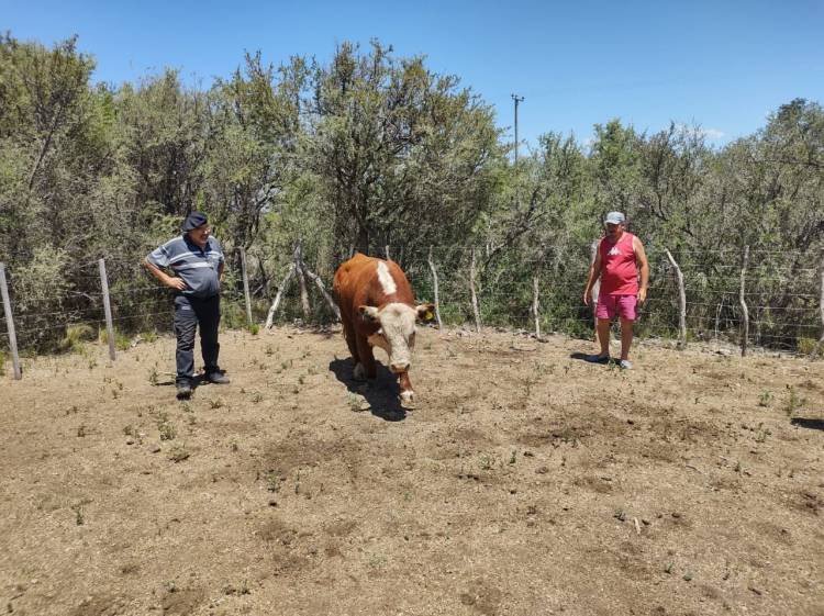 El Plan Toros II realizó cuatro nuevas reposiciones