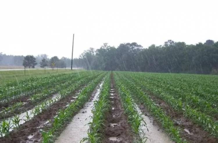 Post sequía: qué pasaría si las lluvias son muy abundantes