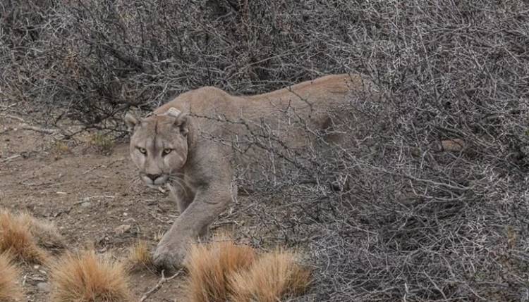NOGOLÍ: un puma atacó a un turista