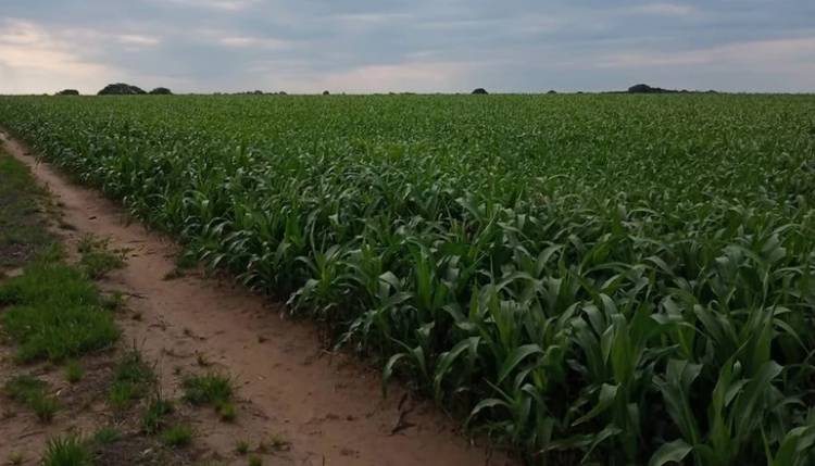 San Luis: se perdieron 19.000 ha. de maíz por el clima