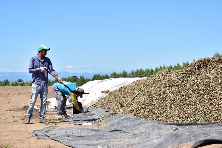 50 personas de INCLUSIÓN trabajan cosechando almendros.Es una empresa española.Anzulovich sigue cosechando cambios 