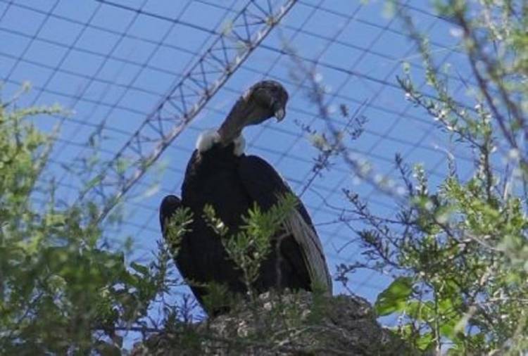 PARAJE LOS LOBOS: “Pullec Antu” a punto de volver a volar 