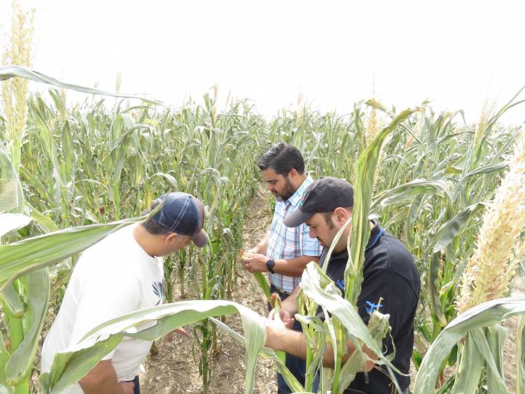 Evalúan los daños ocasionados por las últimas heladas