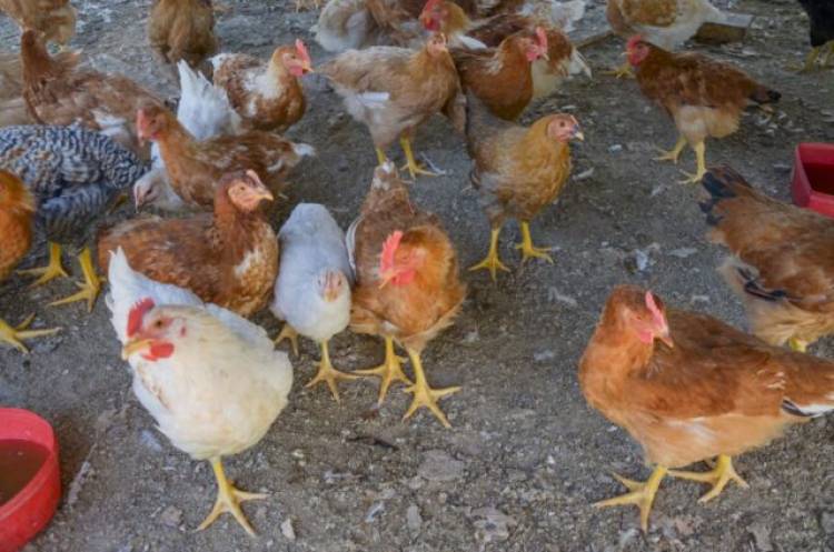 CONFIRMARON UN CASO DE GRIPE AVIAR EN VILLA DE MERLO