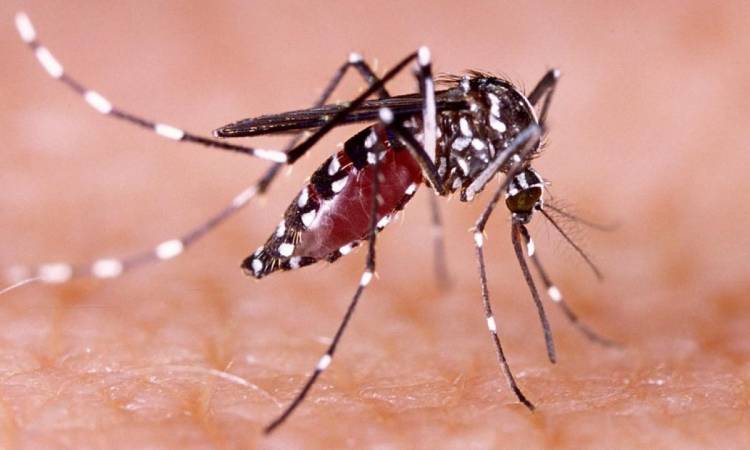 DETECTARON EL TERCER CASO DE DENGUE EN SAN LUIS