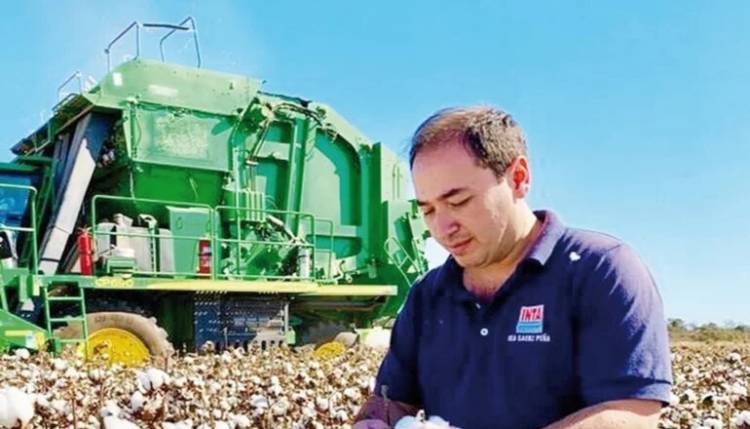 Probarán en San Luis una nueva variedad de algodón
