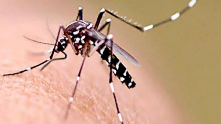 3 NUEVOS CASOS DE DENGUE Y SUMAN 15 EN TODA LA PROVINCIA