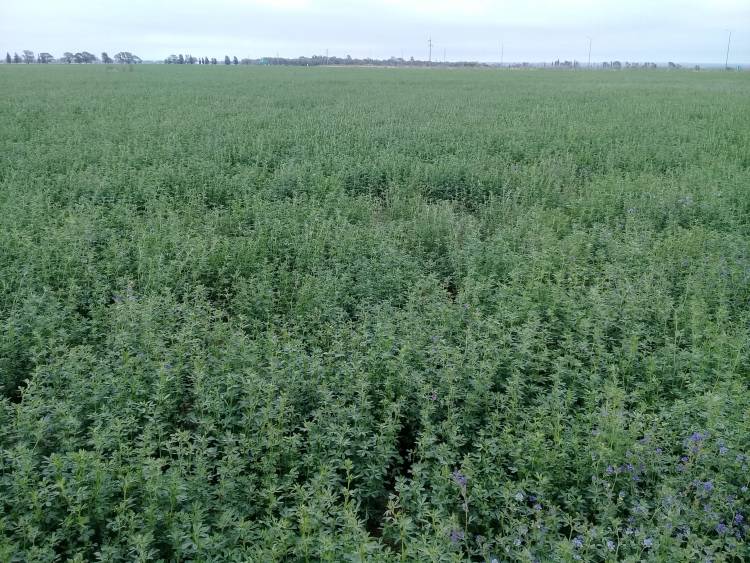 San Luis: control de malezas en el cultivo de alfalfa