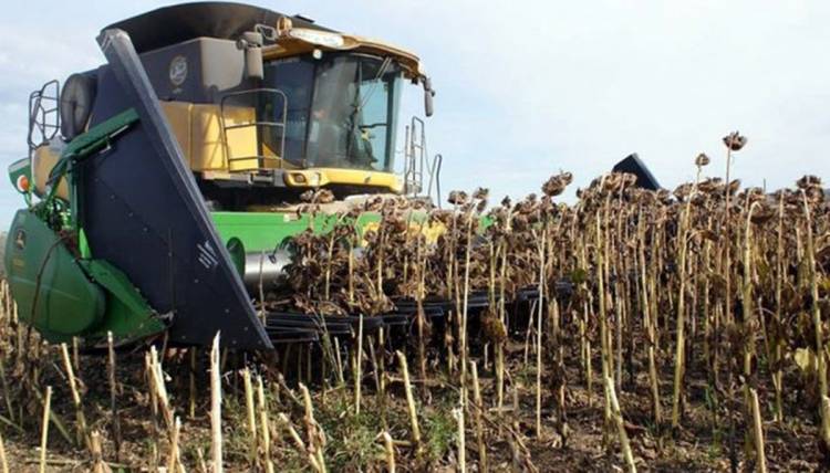 Ya cosecharon el 80 por ciento del girasol en San Luis