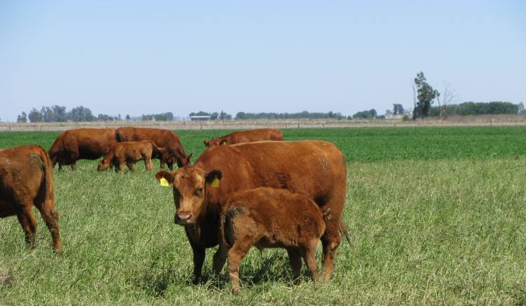 SAN LUIS MANTIENE ESTABLE SU STOCK BOVINO
