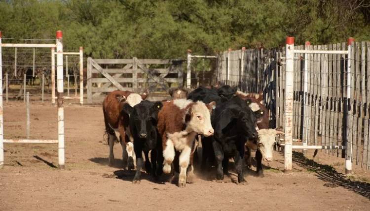 QUINES: recría de terneros con suplementación a campo