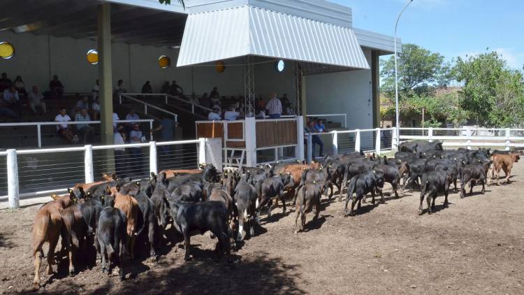Mercado ganadero local: una subasta con 800 cabezas
