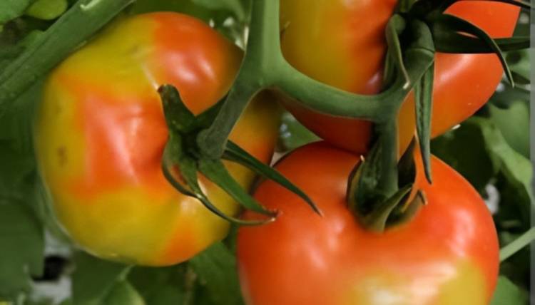 Alerta en todo el país por el virus rugoso del tomate