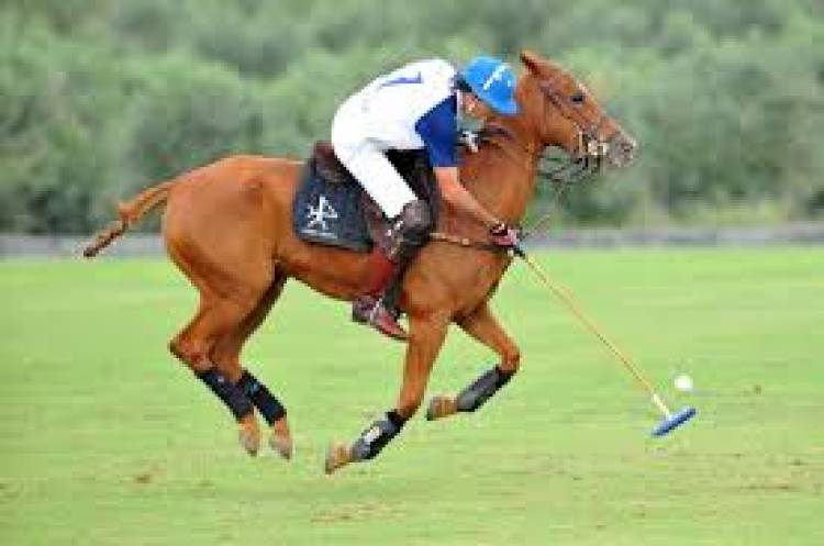 Subvaluación en caballos de Polo de San Luis. Declaraban venta por U$S 802 dólares por caballo y valían más U$S 11 mil al exportarlos.