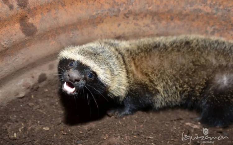 CARPINTERÍA: rescataron y liberaron a un hurón 