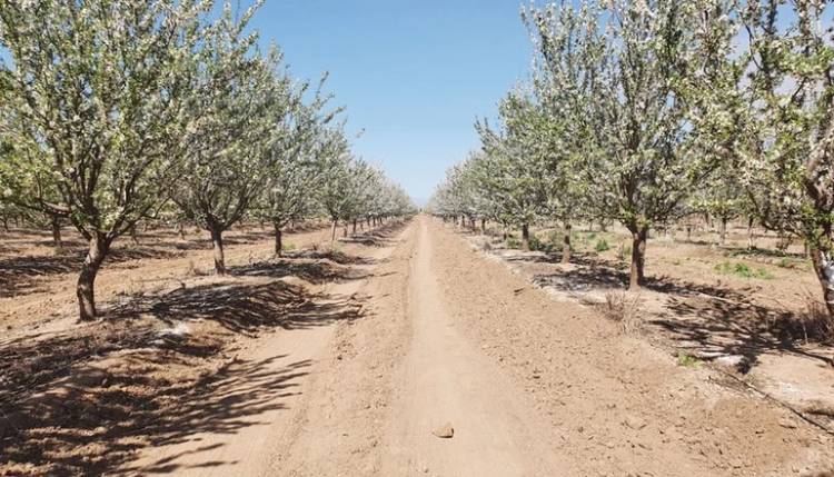 CANDELARIA: se producen grandes volúmenes de almendras