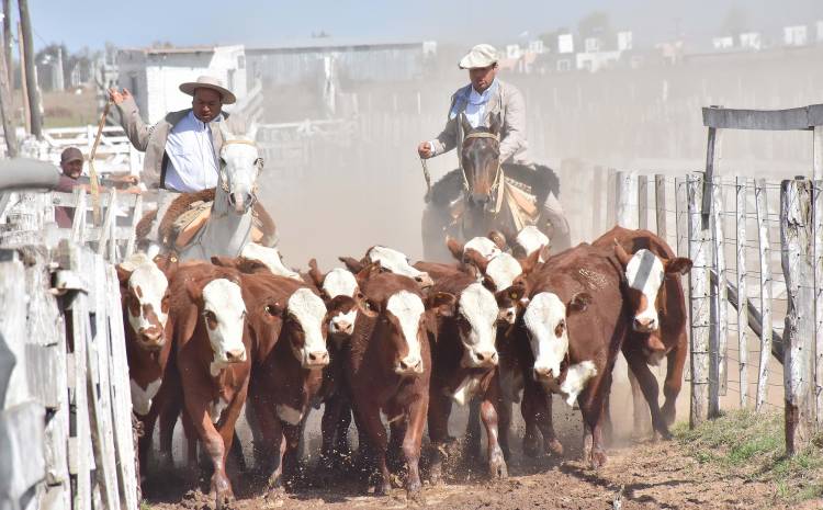 Alta oferta en el remate de Ganadera del Sur