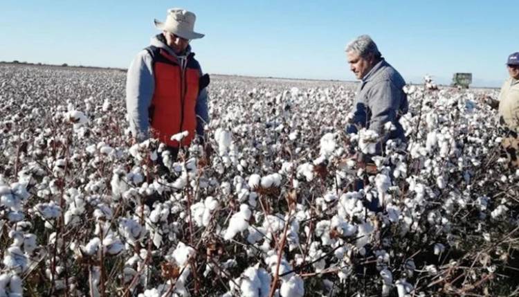 Llega un fuerte estímulo para el algodón puntano
