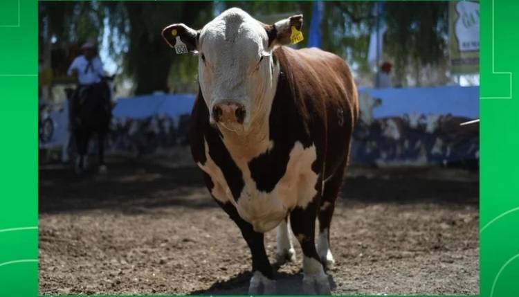 San Luis Feria: Don Eloy propuso genética de primera 