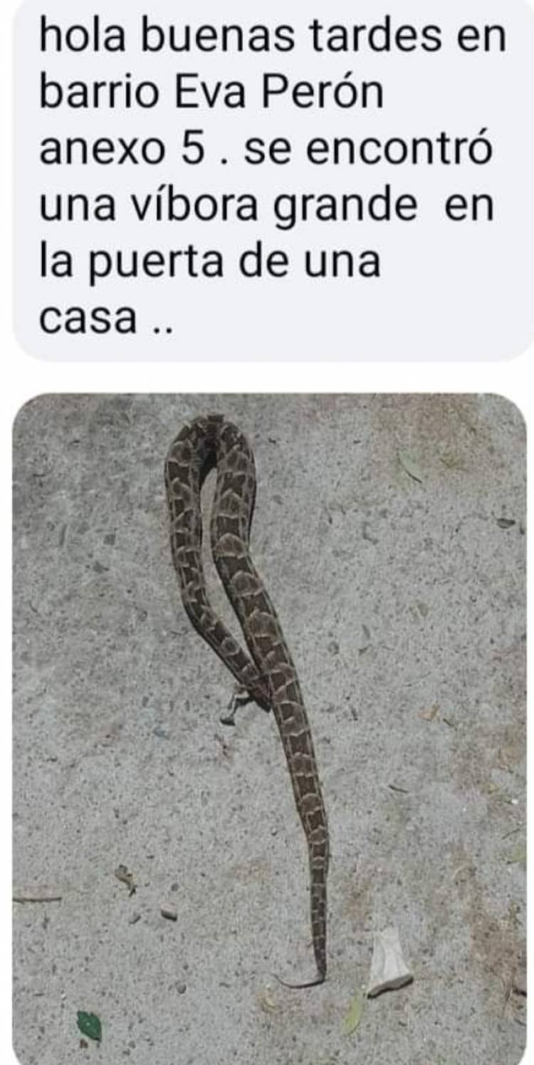 Viborones:los regalos de Hissa a los vecinos . Abandono total a la impieza, que hace que las serpientes crean que la Ciudad es su hábitat.