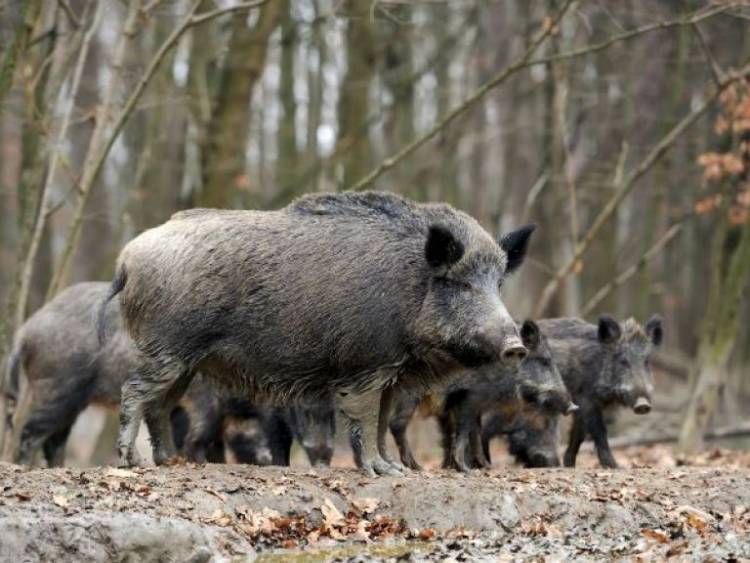 Rio Negro "no habilitan todavía la caza de Jabalí con Jauría y los cazadores por subsistencia y Clubes van a hacer una marcha " En San Luis se trabaja en una norma.