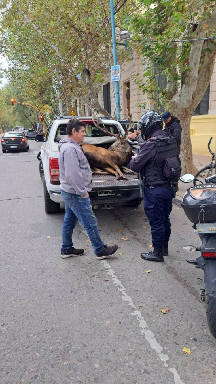 La Caza de Ciervo abierta por el Gobierno de POGGI, sorprendió en Villa Mercedes, con un ejemplar cazado..